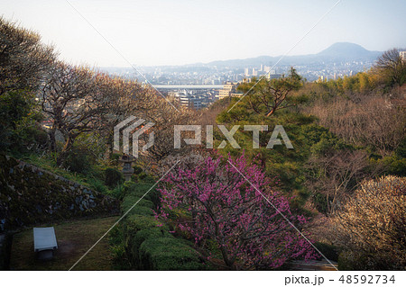 梅が満開の中山寺 48592734