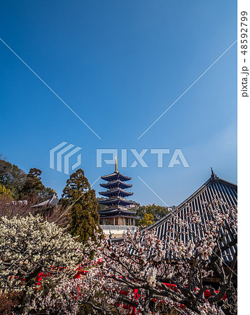 梅が満開の中山寺 梅が満開の中山寺 48592799