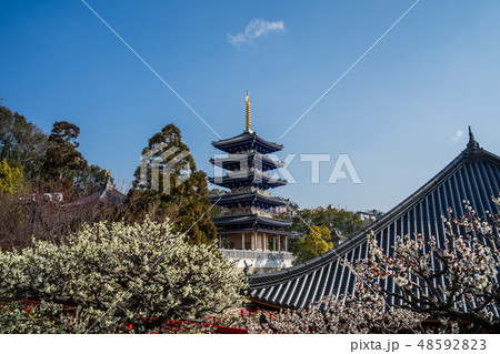 梅が満開の中山寺 48592823