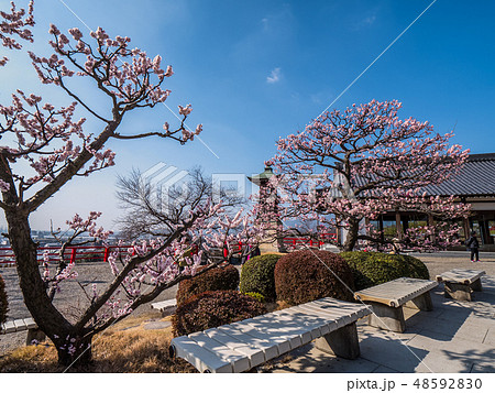 梅が満開の中山寺 48592830