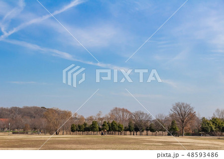 冬の大宮公園 冬の大宮公園 48593486