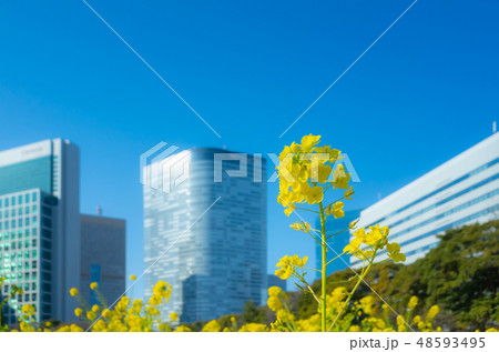 浜離宮の菜の花と汐留シオサイト 浜離宮の菜の花と汐留シオサイト 48593495