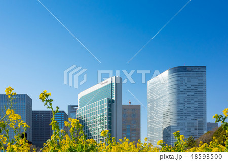 浜離宮の菜の花と汐留シオサイト 浜離宮の菜の花と汐留シオサイト 48593500