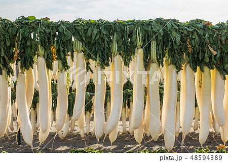だいこんの寒干し(三浦半島)Japanese food cold dried radish 48594389