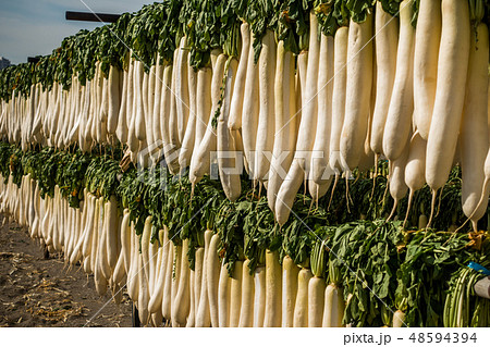だいこんの寒干し(三浦半島)Japanese food cold dried radish だいこんの寒干し(三浦半島)Japanese food cold dried radish 48594394