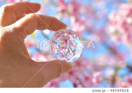 河津桜　ビー玉映り込み 48594928