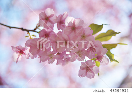 河津桜 48594932