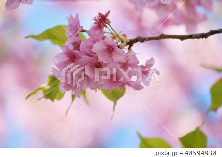 河津桜 河津桜 48594938