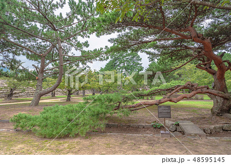 萩城跡指月公園 連理のマツ 萩城跡指月公園 連理のマツ 48595145
