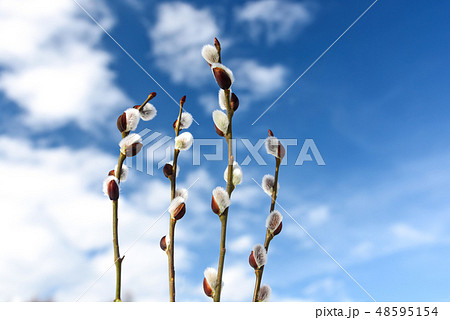 Pussy willow buds 48595154