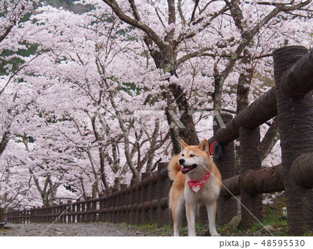 柴犬とお花見 48595530