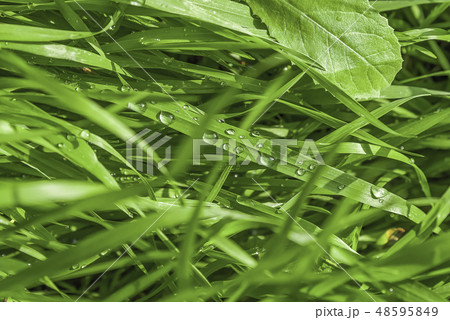 Fresh green grass with dew drops close up. Water 48595849