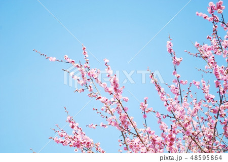 ピンクの花梅 48595864
