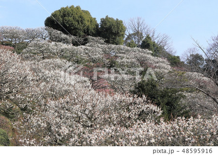 中山寺梅林 中山寺梅林 48595916