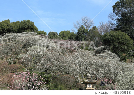 中山寺梅林 中山寺梅林 48595918