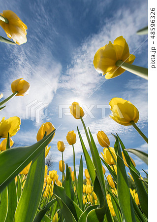 チューリップ チューリップ 48596326