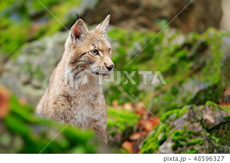 Lynx in the forest. Sitting Eurasian wild cat 48596327