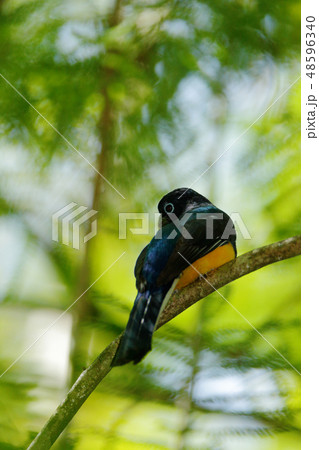Guianan Trogon, Trogon violaceus Guianan Trogon, Trogon violaceus 48596340