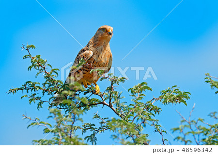 White-eyed greater kestrel, Falco rupicoloides 48596342