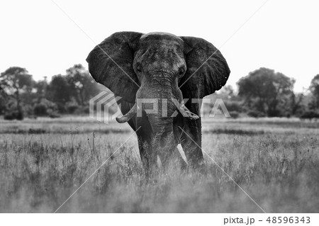 African safari. Elephant in the grass 48596343