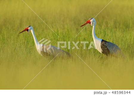 Wattled crane, Grus carunculata, with red head 48596344