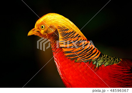 Golden pheasant, detail portrait in the nature. 48596367