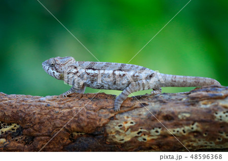 Warty chameleon, Furcifer verrucosus 48596368