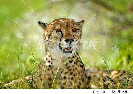 Cheetah, Acinonyx jubatus, portrait of wild cat 48596369