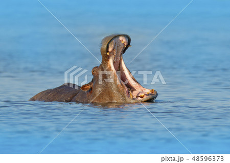 Hippo with open muzzle in the water. Hippo with open muzzle in the water. 48596373