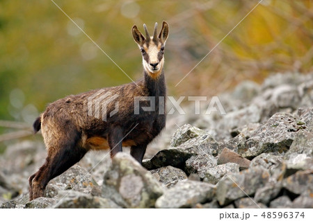 Chamois, Rupicapra rupicapra, on the rocky hill Chamois, Rupicapra rupicapra, on the rocky hill 48596374