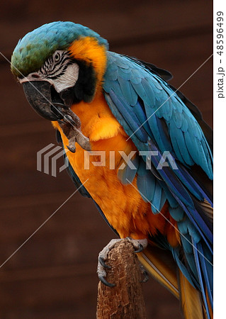 ルリコンゴウインコ ルリコンゴウインコ 48596499