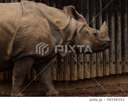 ゆったりと歩くインドサイ 48596501