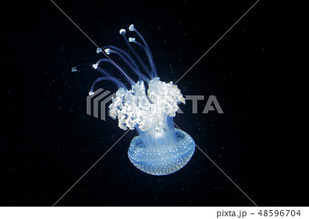 Phyllorhiza punctata, Australian spotted jellyfish 48596704