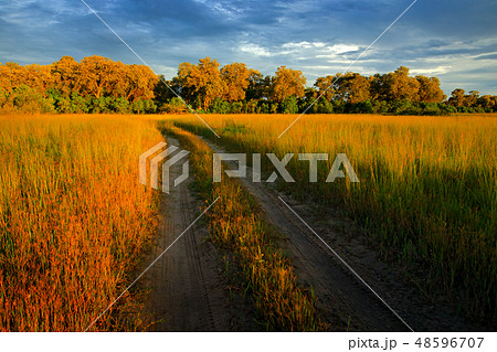 Evening on the gravel road in savannah, Moremi 48596707