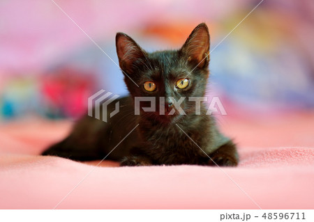 Home black cat in the pink. Cute kitten Home black cat in the pink. Cute kitten 48596711