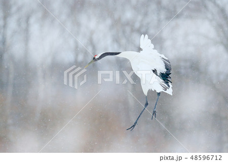 Crane, winter scene with snowflakes Crane, winter scene with snowflakes 48596712