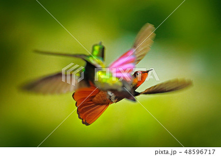 Two Hummingbirds in fight on Trinidad and Tobago Two Hummingbirds in fight on Trinidad and Tobago 48596717