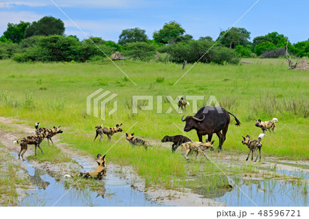 Wild Dog Hunting in Botswana, buffalo cow Wild Dog Hunting in Botswana, buffalo cow 48596721