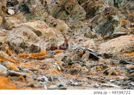 Alpine Ibex, Capra ibex, with hill in background Alpine Ibex, Capra ibex, with hill in background 48596722