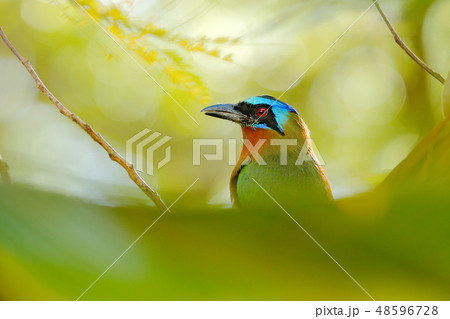 Trinidad Motmot, Momotus bahamensis 48596728