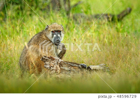 Chacma baboon, Papio ursinus 48596729