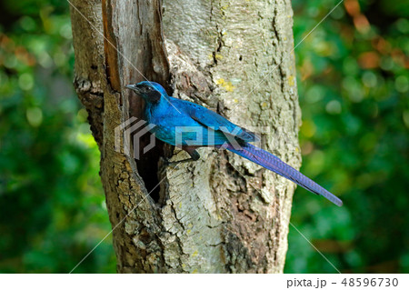 Cape Glossy Starling, Lamprotornis nitens 48596730