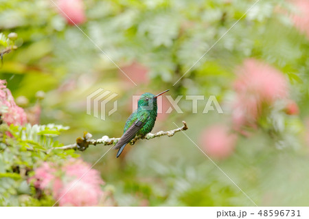 Green hummingbird Blue-chinned Sapphire 48596731