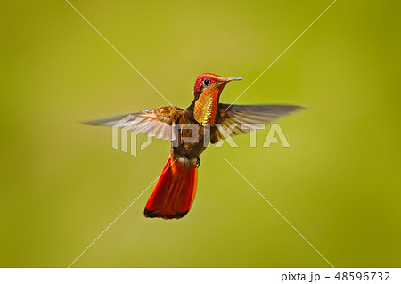 Yellow Ruby-Topaz Hummingbird 48596732