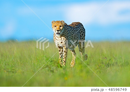 Cheetah, Acinonyx jubatus, walking wild cat 48596749