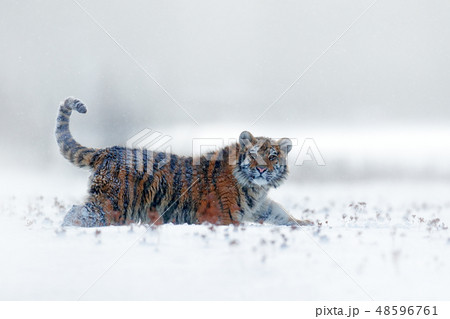 Tiger in wild winter nature, running in the snow. Tiger in wild winter nature, running in the snow. 48596761