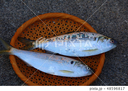 釣ってきたコノシロ、コハダ 48596817