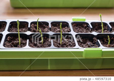 Delicate, new homegrown snow peas sprouts in soil Delicate, new homegrown snow peas sprouts in soil 48597310