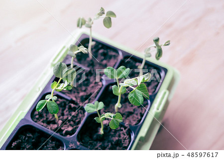 Top view of homegrown green Snow pea seedlings Top view of homegrown green Snow pea seedlings 48597617