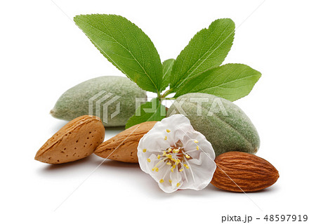 Fresh almonds with flower and leaves isolated Fresh almonds with flower and leaves isolated 48597919